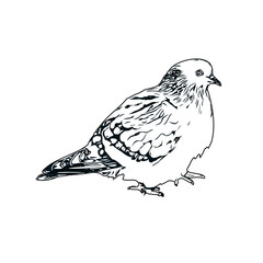 Black and white sketch of a dove with transparent background