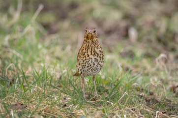 mistle thrush, Turdus viscivorus, on the grass in the uk in spring