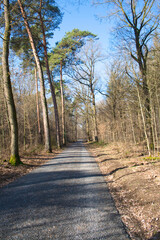 forest path in spring with blue sky, view of the forest in the early morning