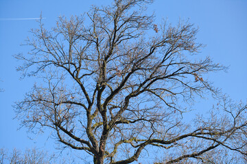 Fototapeta na wymiar beautiful branchy treetop in spring without leaves, blue sky