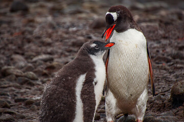 Fototapeta premium Gentoo penguins