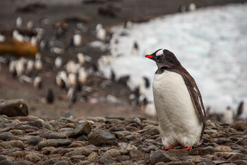 Gentoo penguins