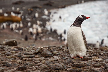 Gentoo penguins