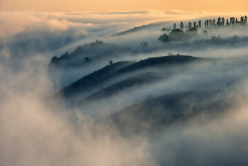 Trees in the Fog. Autumn morning. Nature of Ukraine