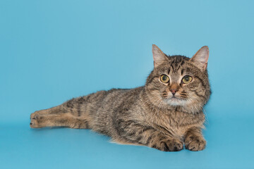 Gray, striped cat lies at ease