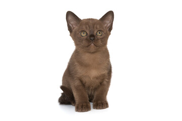 Small kitten of the European burmese