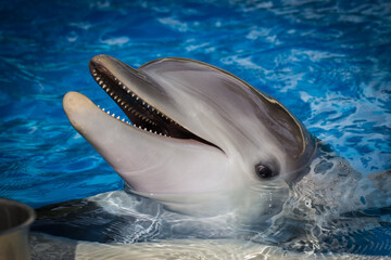 Dolphin at the Mirage