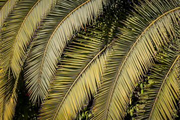 A full frame photograph of palm leaves in the sunshine