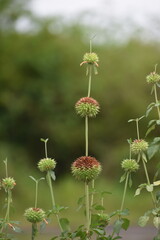 Leonotis nepetifolia commonly  known as Chandelier Bush (Shandilay) in Trinidad. It is used as a herb to treat symptoms of the cough and cold.  In other countries it is known by other names.