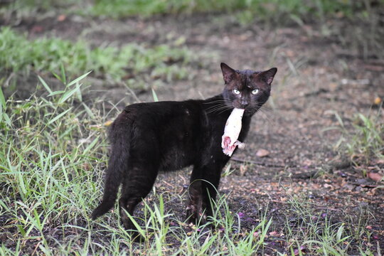 A black cat (Felis catus) standing outdoors in grassy terrain while holding a small fish at the Caroni Swamp, Trinidad and Tobago.