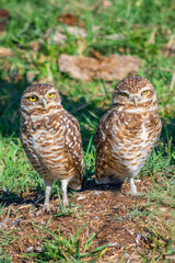 A PAIR OF  OWLS IN THE COUNTRYSIDE