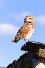 AN OWL STANDING ON AN EAVES