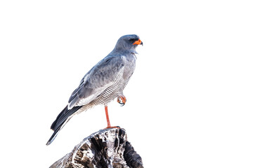 Pale Chanting-Goshawk standing on a log isolated in white background in Kgalagadi transfrontier park, South Africa; specie Melierax canorus family of Accipitridae
