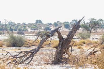 Dead tree stump in Nossob riverbed during drough in Kgalagadi transfrontier park, South Africa