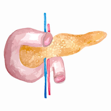 watercolor illustration hand drawing anatomical organ pancreas, duodenum