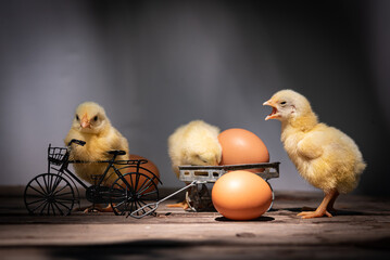 Baby chickens, cute yellow chicks and eggs with bicycles. 