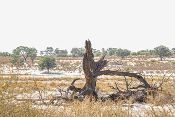 Scenery with dead tree in Kgalagadi transfrontier park, South Africa