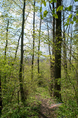 Obraz premium Wood anemone in a beech forest - wood anemone, windflower, foxglove, foxglove - Anemone nemorosa, which blooms in early spring.