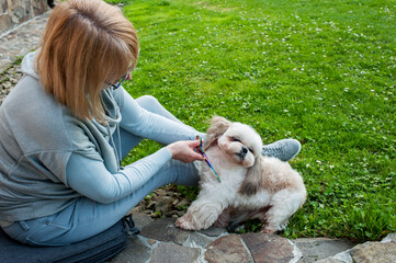 Haircut by a professional groomer in the open air. A happy dog at the groomer's. Pet's haircut