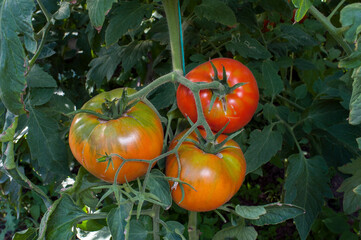 Obraz premium delicious and red tomatoes natural