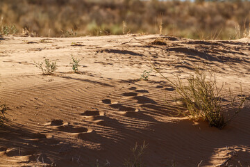 Animals track in sand dune in Kgalagadi transfrontier park, South Africa