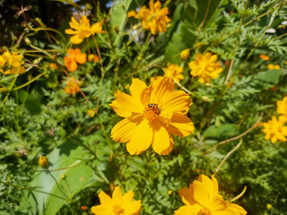 Bee on yellow flower in the garden