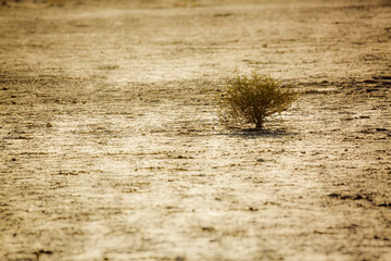 Tiny tree in drought land in Kgalagadi transfrontier park, South Africa