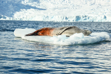 Fototapeta premium Leopard seal on ice