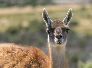Fototapeta premium Profile portrait of Guanacos in the magellanic penguin sanctuary in Punta Tombo