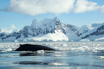 Whale in antartica