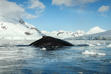 Whale in antarctica © Travel_IR