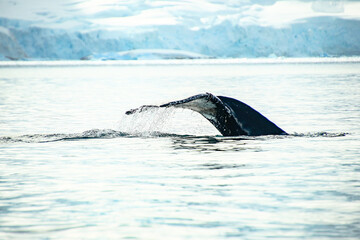 Whale in antarctica