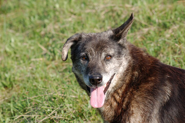 German Shepard portrait