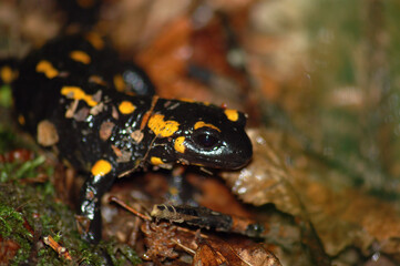 The fire salamander (Salamandra salamandra) portrait