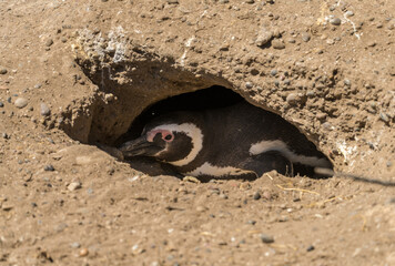 Single magellanic penguin in its hole in ground in Punta Tombo penguin sanctuary Argentina