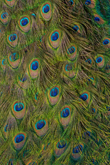 pattern on tail of peafowl