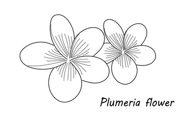Hand drawing Plumeria flower. Sketch Botanical flower. Linear plumeria. Vector illustration