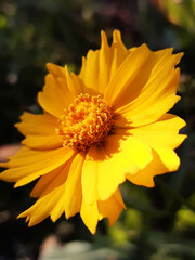 Coreopsis flower close-up on a background of greenery