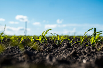 Green corn plants on a fertile field. Agricultural process.
