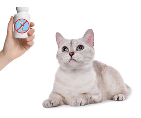 Deworming. Owner with medical bottle of anthelmintic drugs and cute British Shorthair cat on white...