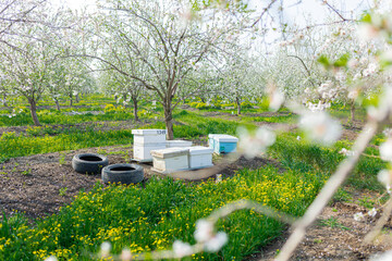 bee hive entrance on the almond trees farm. Close up of a honey bee hive. Blooming trees homey...