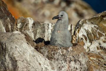 the Falklands