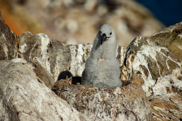 the Falklands