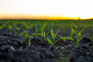 Maize seedling close up in a sunset. Fertile soil. Farm and field of grain crops. Agriculture. Rural sunset scene with a field of young corn.