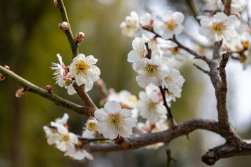 白いウメの花（白梅）
