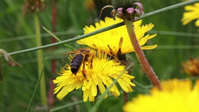 A bee pollinates a flower, a bee collects nectar from a yellow dandelion on a spring lawn. Macro photos of insects and flowers. European honeybee working in summer day on blooming flowers. 