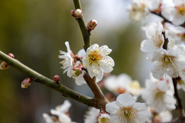 白いウメの花（白梅）