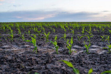 A young green sprout of corn close-up grows in the soil in a garden bed in a sunset.