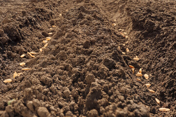 Seedbed. Furrow. Planting crops sowing field arable land. Seeds in open ground plowed land. Rows seed sowing season planting seeds soil ground earth field plow. Arable farming. Fertile soil background