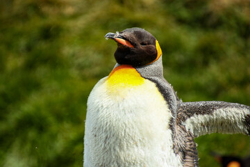 King Penguins
